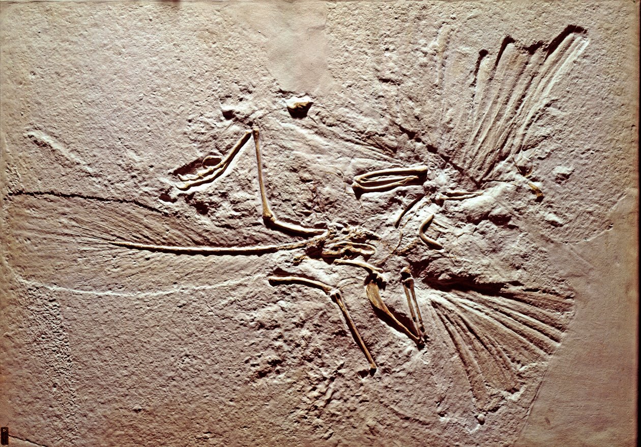 Esihistoria: linnun Archeopteryx (archeopteryx) fossiili Lithographica Solnhofenin alueelta (Saksa). Ylivoimainen Jurassic. Museo Civico di Storia Naturale, Milano tekijältä Prehistoric Prehistoric