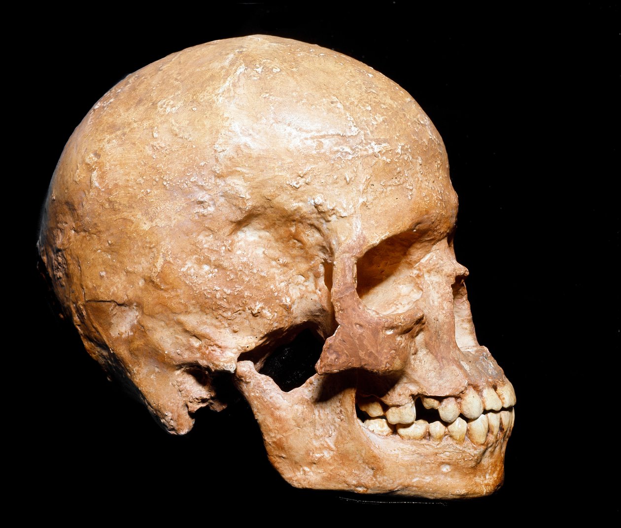 Esihistoria: Homo sapiensin fossiilinen kallo Grimaldista. Aurignacian kulttuuri, ylempi paleoliitti. Museo Civico di Storia Naturale, Milano - Esihistoria: Fossiili Homo sapiens -kallo Grimaldista, Ventimigliasta (Italia). Aurignacian kulttuuri, ylempi pa tekijältä Prehistoric Prehistoric