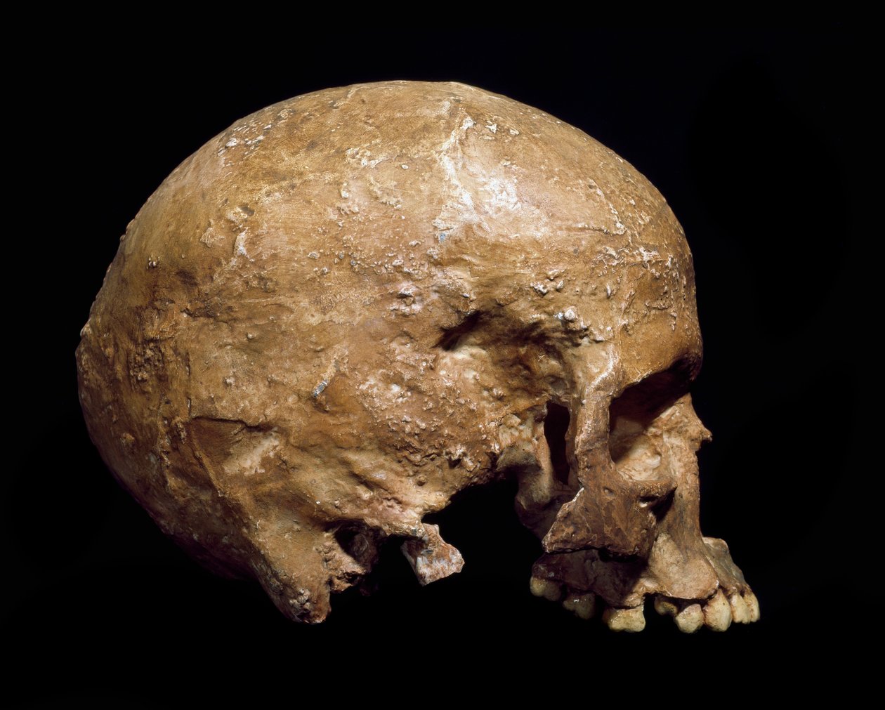 Esihistoria: Homo sapiensin fossiilinen kallo Grimaldista. Aurignacian kulttuuri, ylempi paleoliitti. Museo Civico di Storia Naturale, Milano - Esihistoria: Fossiili Homo sapiens -kallo Grimaldista, Ventimigliasta (Italia). Aurignacian kulttuuri, ylempi pa tekijältä Prehistoric Prehistoric