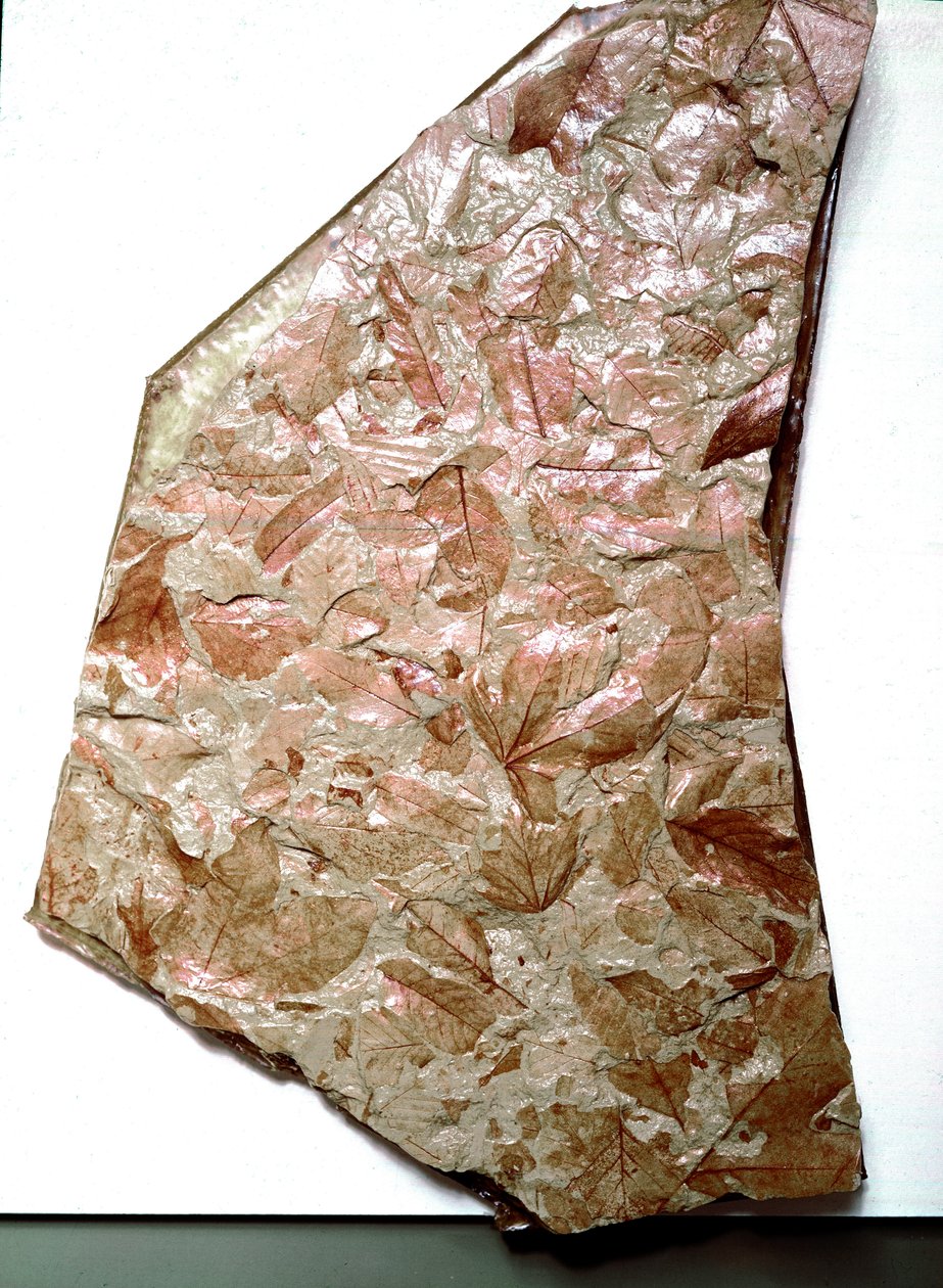 Esihistoria: kivettyneet lehdet Piemontista (Italia). Alemman kvaternaarin aika. Museo Civico di Storia Naturale, Milano tekijältä Prehistoric Prehistoric