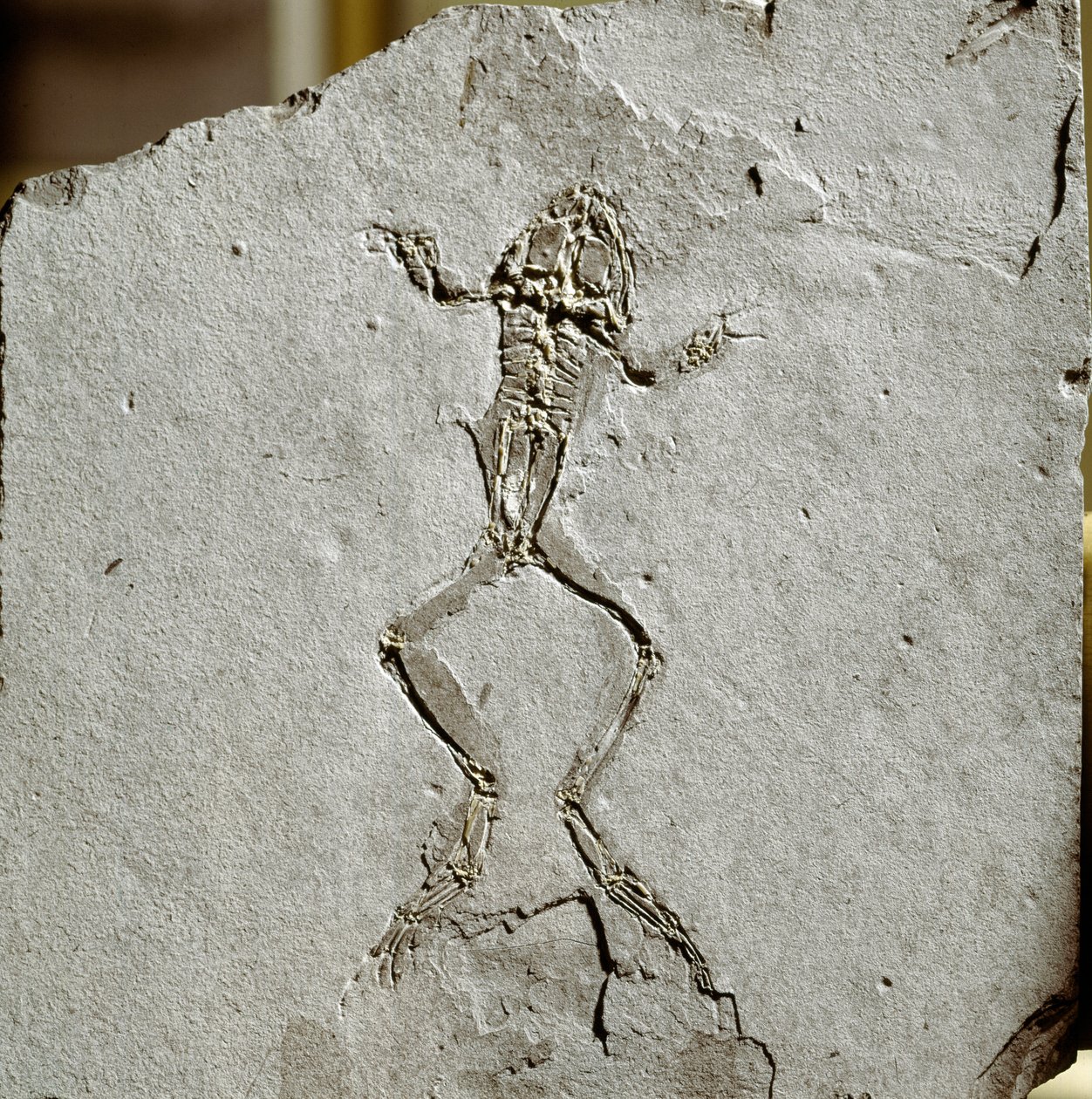 Esihistoria: sammakon fossiili Pueyoi da Tervelin alueelta Espanjasta. Mioseenikausi. Civic Natural History Museum, Milano tekijältä Prehistoric Prehistoric