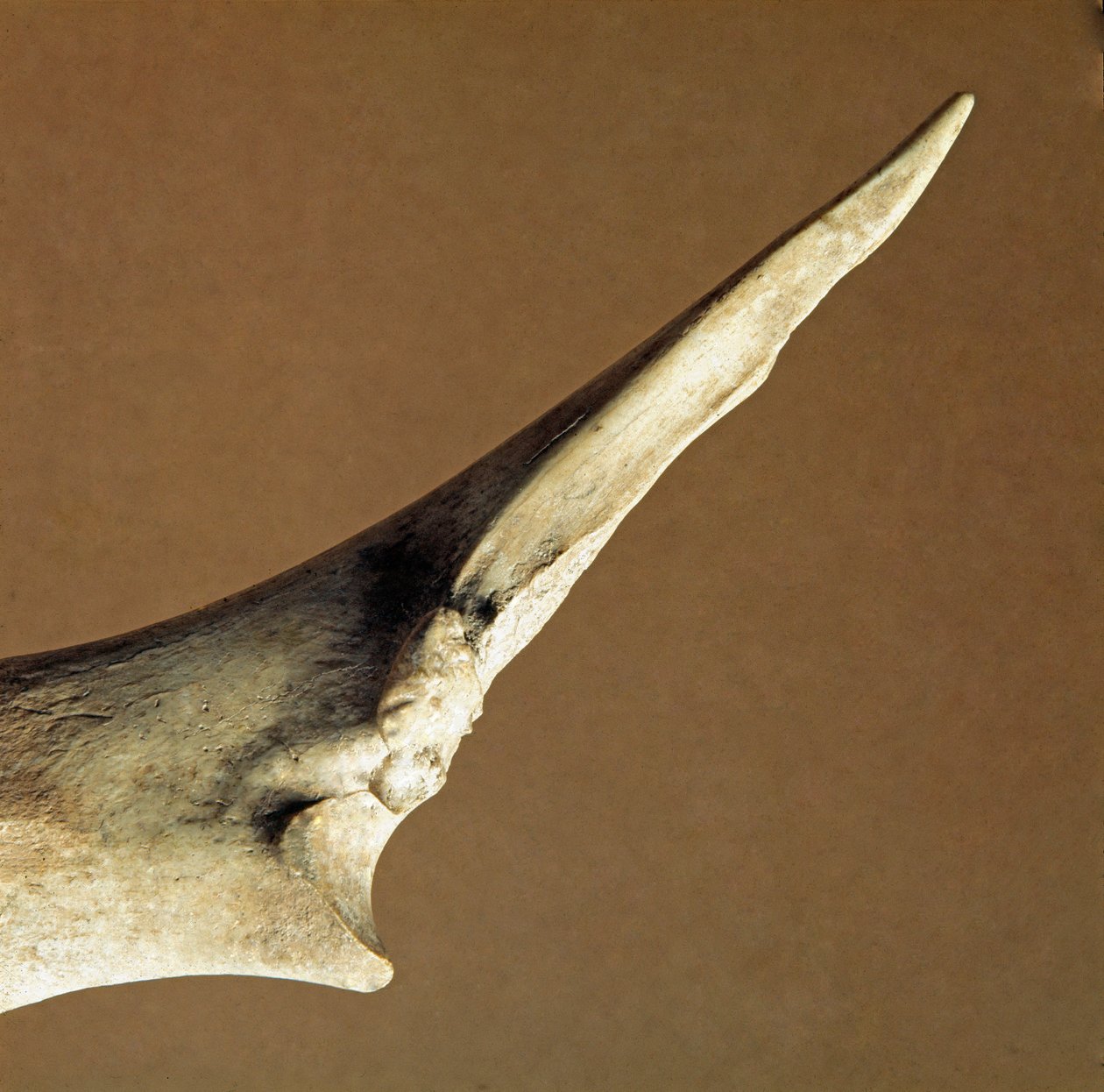 Esihistoria: Naudan kyynärluusta tehty veitsi Arene Candiden (Finale Liguria) nekropolesta, Liguriasta. Alempi neoliitti, Pietarin ikä. Geenit, museo di archeologia ligure tekijältä Prehistoric Prehistoric