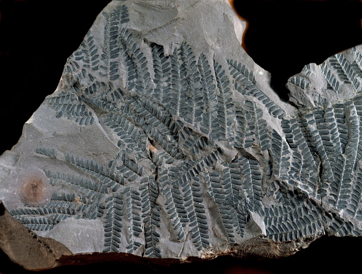 Esihistoria: korkeamman hiilipitoisuuden aika. Saniaisten suvun Acitheca Poymorphen fossiili. Etsi Gottelbornista Saksassa tekijältä Prehistoric Prehistoric