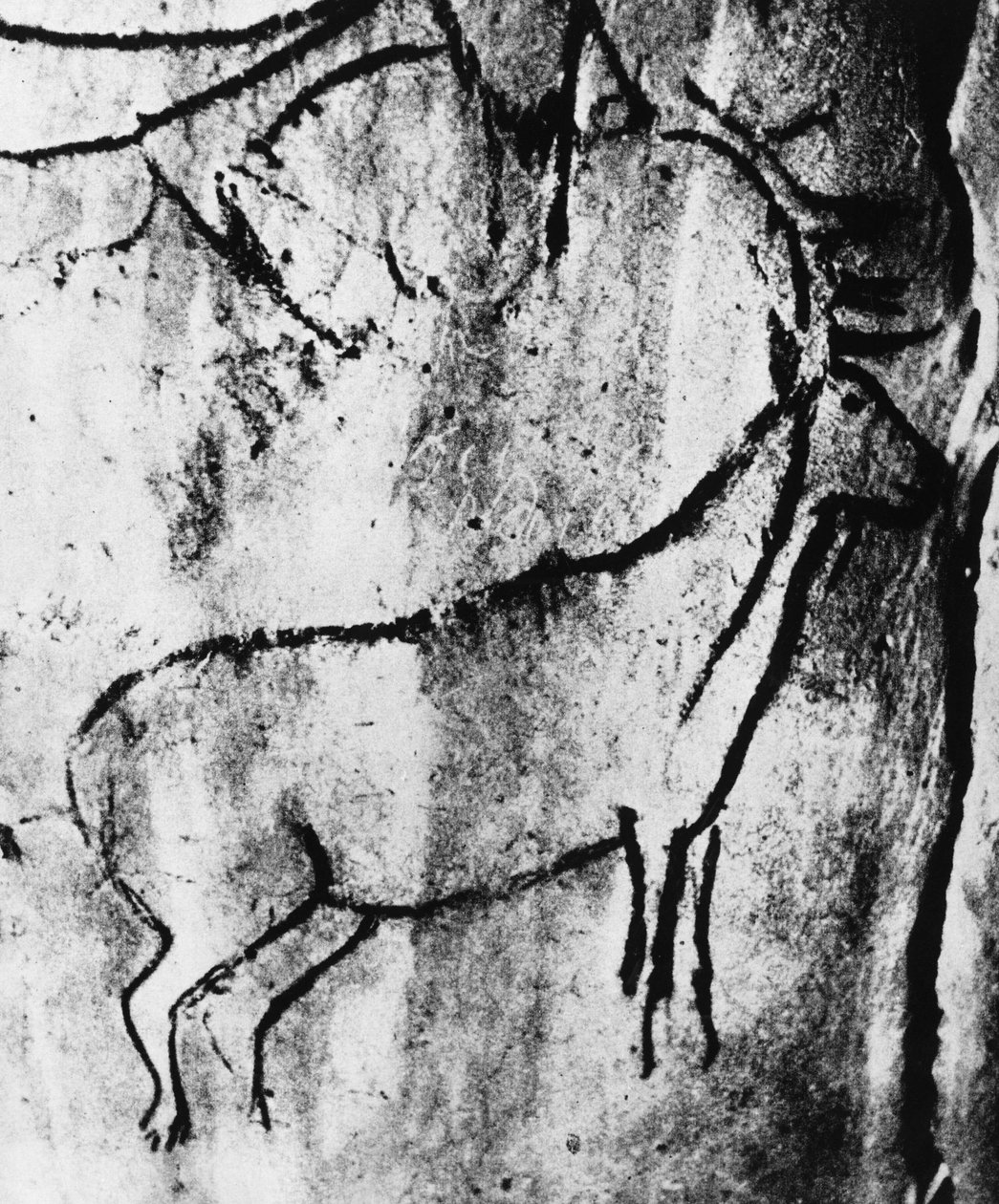 Esihistoria: peuran esitys Niauxin luolassa Ariègessa - valokuvaus. tekijältä Prehistoric Prehistoric