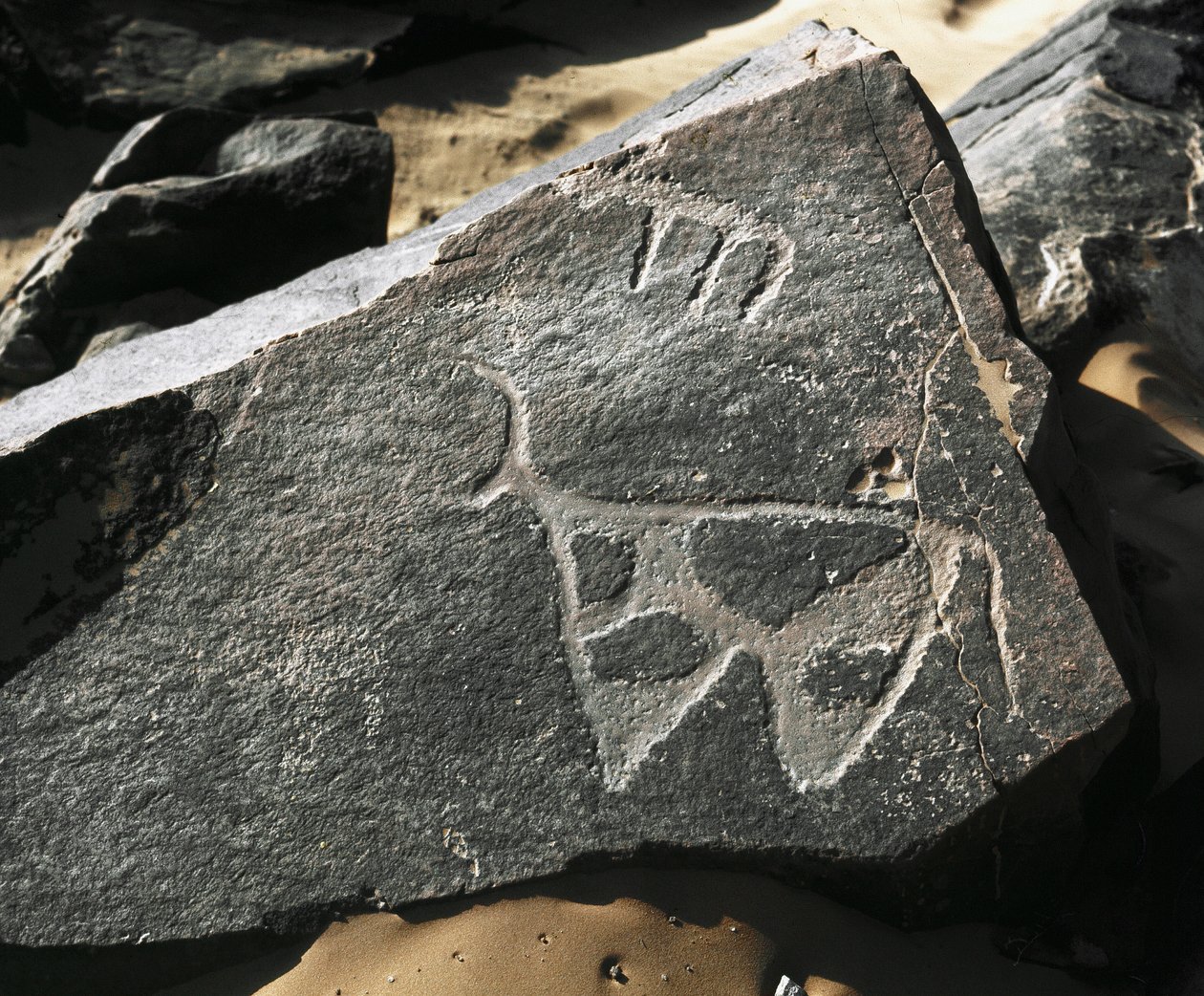 Esihistoria, kalliotaide: vakava kallio karjan esityksestä. Tazina tyyli. Kivikausi 5000-2000 eaa. Taghit, Haut plateau du Hoggar (Ahaggar), Algeria tekijältä Prehistoric Prehistoric