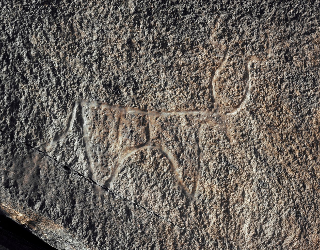 Esihistoria, kalliotaide: vakava kallio karjan esityksestä. Tazina tyyli. Kivikausi 5000-2000 eaa. Taghit, Haut plateau du Hoggar (Ahaggar), Algeria tekijältä Prehistoric Prehistoric