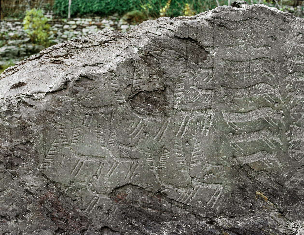 Esihistoriaa, kalliotaidetta: hautakallio peuran, karjan esityksiä. Kuparin aikakausi. Eneoliittikausi (kalkoliitti). Roche no. 1. Cemmo (Brescia) Cemmon lohkareiden kansallinen arkeologinen puisto, Italia tekijältä Prehistoric Prehistoric