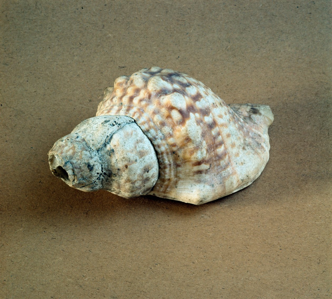 Esihistoria: Triton nodiferin kuori lävistettynä, käytetty pillinä Arene Candiden (Finale Liguria), Ligurian nekropolista. Keski-neoliitti, kivikausi. Geenit, museo di archeologia ligure tekijältä Prehistoric Prehistoric