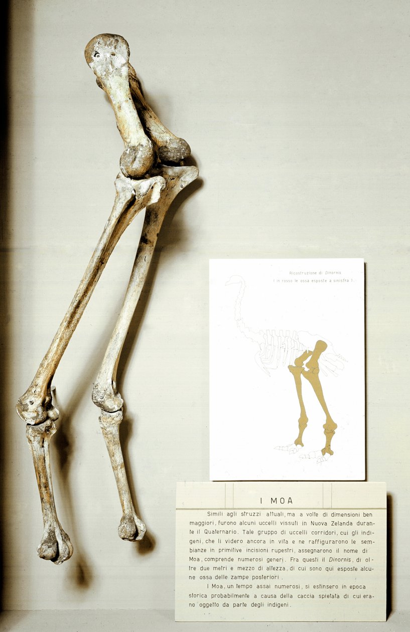 Esihistoria: Moa Dinornisin jalkojen luuranko, Uuden-Seelannin jättimäiset fossiiliset linnut, jotka eivät lennä. Creace kausi. Museo Civico di Storia Naturale, Milano tekijältä Prehistoric Prehistoric