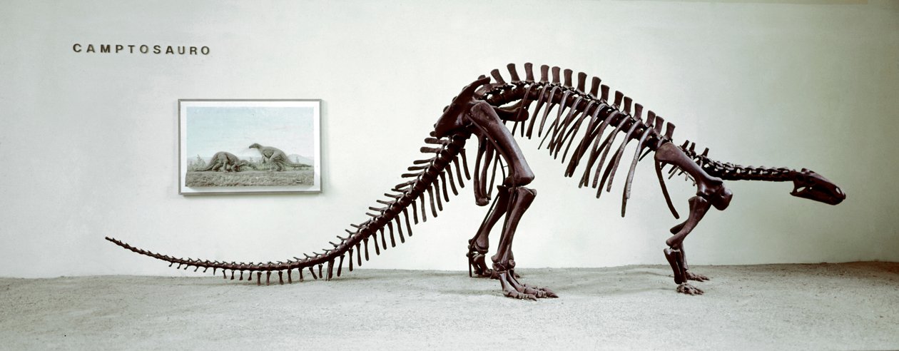 Esihistoria: Camptosaurus-dinosauruksen (Camptosaurus Brown) luuranko. Ylimmän jurakauden aika. Museo Civico di Storia Naturale, Milano tekijältä Prehistoric Prehistoric
