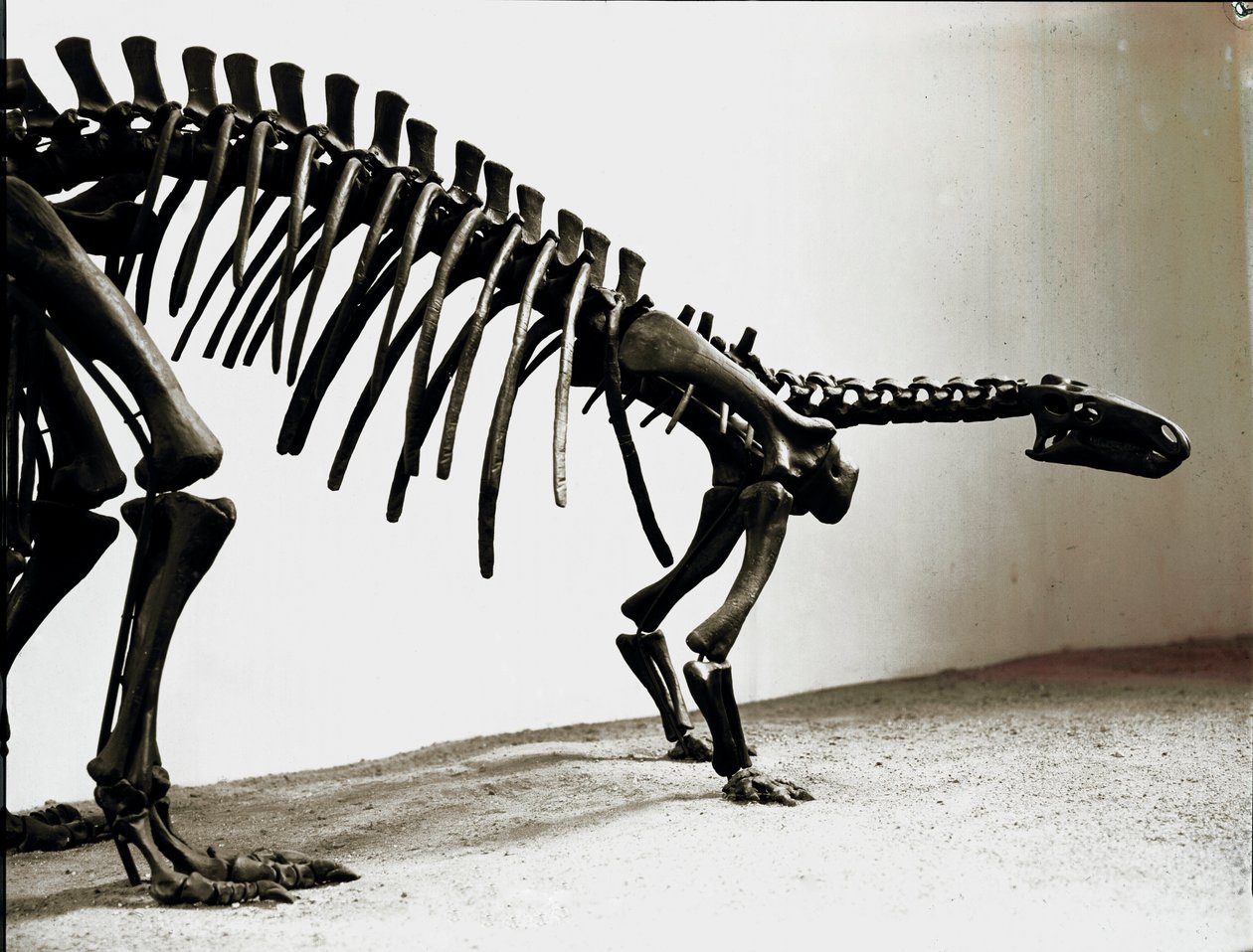 Esihistoria: Camptosaurus-dinosauruksen (Camptosaurus Brown) luuranko. Ylimmän jurakauden aika. Museo Civico di Storia Naturale, Milano tekijältä Prehistoric Prehistoric