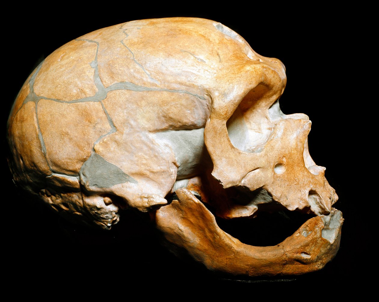 Esihistoria: Pyhien kappelin miehen kallo, neandertalilainen mies (neandertalilainen tai neandertalilainen: Homo sapiens), paleoliitti. Yhdistettiin Correzessa vuonna 1908. Museo Civico di Storia Naturale, Milano - Esihistoria: Ihmisen pääkallo tekijältä Prehistoric Prehistoric