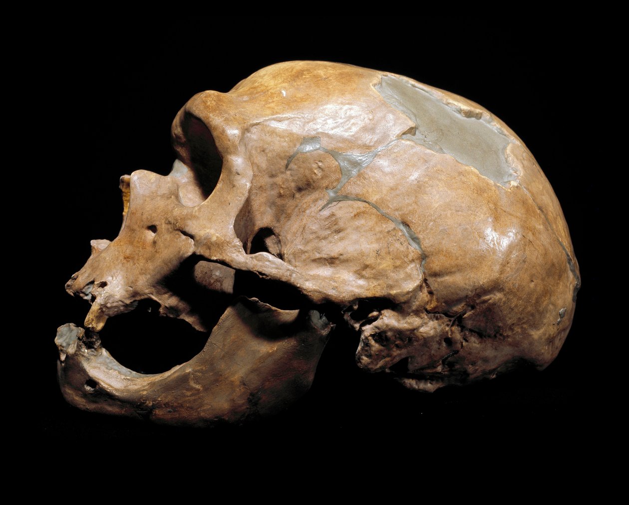 Esihistoria: Pyhien kappelin miehen kallo, neandertalilainen mies (neandertalilainen tai neandertalilainen: Homo sapiens), paleoliitti. Yhdistettiin Correzessa vuonna 1908. Museo Civico di Storia Naturale, Milano - Esihistoria: Ihmisen pääkallo tekijältä Prehistoric Prehistoric