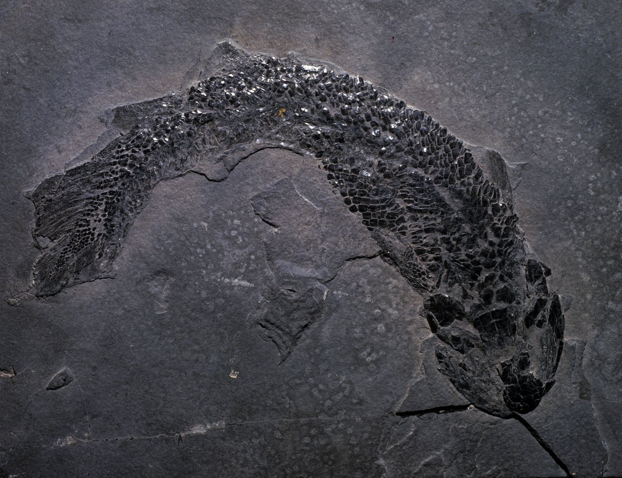 Esihistoria: fossiiliset Gyroptichus-lajit, paleotsooinen aikakausi, devonikausi. löydetty Skotlannista. tekijältä Prehistoric Prehistoric