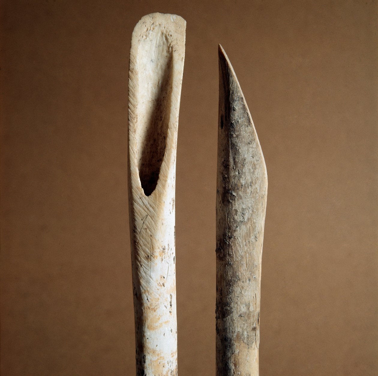 Esihistoria: työkalut kuoren poistamiseen vuohen ja lampaiden sääriluista Arene Candiden (Finale Liguria) Liguriasta. Keski neoliitti, kivikausi. Geenit, museo di archeologia ligure tekijältä Prehistoric Prehistoric