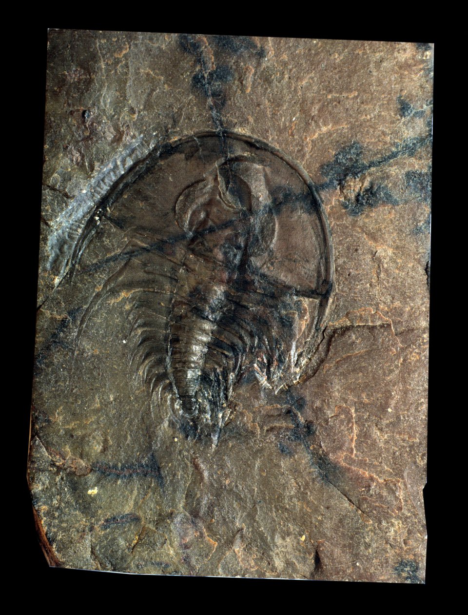 Esihistoria: trilobiitti Olenellus-fossiili (niveljalkainen). Paleozoic, kambrian aika. Etsi Utahista, Yhdysvalloissa tekijältä Prehistoric Prehistoric