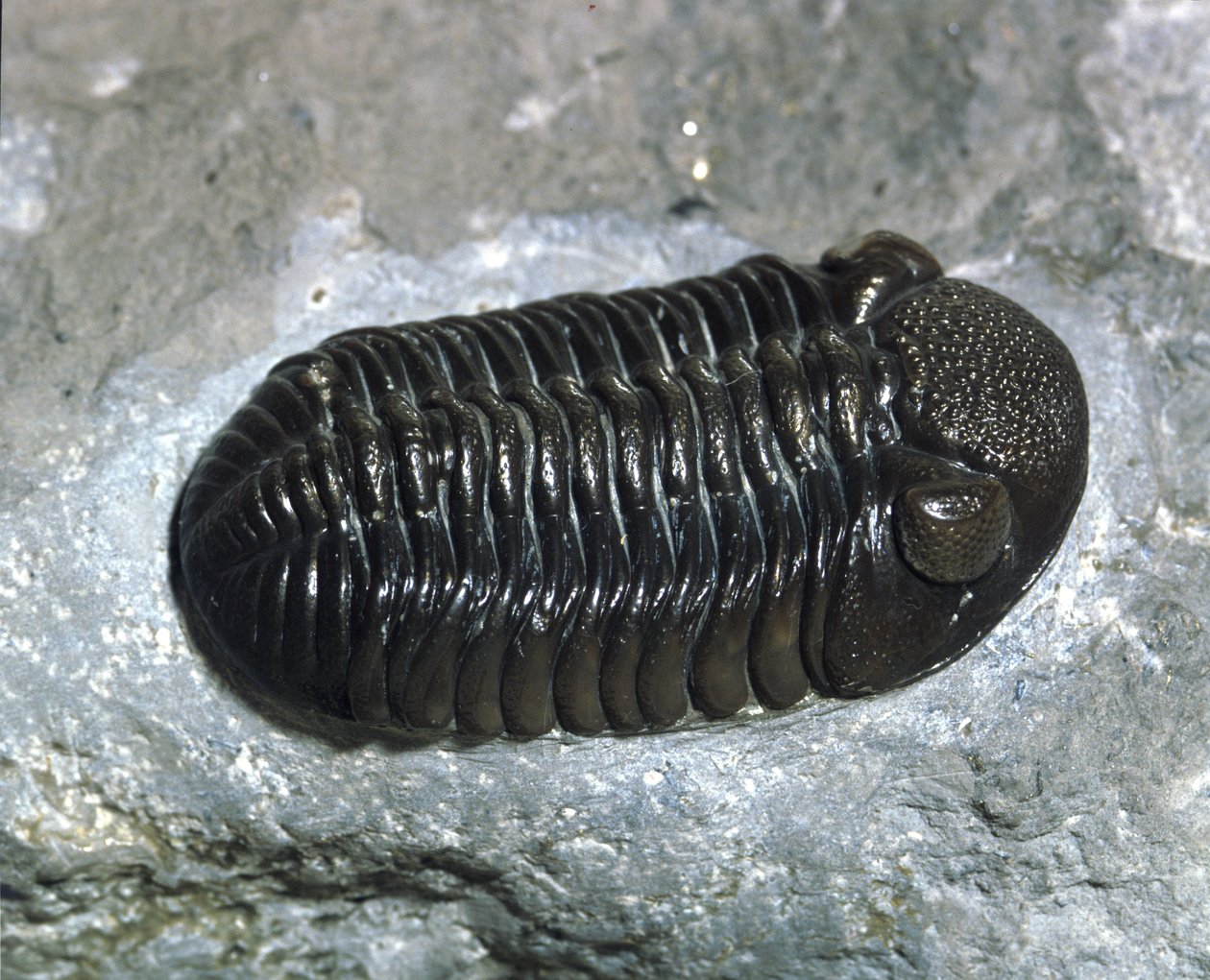 Esihistoria: trilobiitti Phacops Rana -fossiili (niveljalkainen). Paleozoic, devonin aikakausi. Etsi Ohiosta, Yhdysvalloissa tekijältä Prehistoric Prehistoric