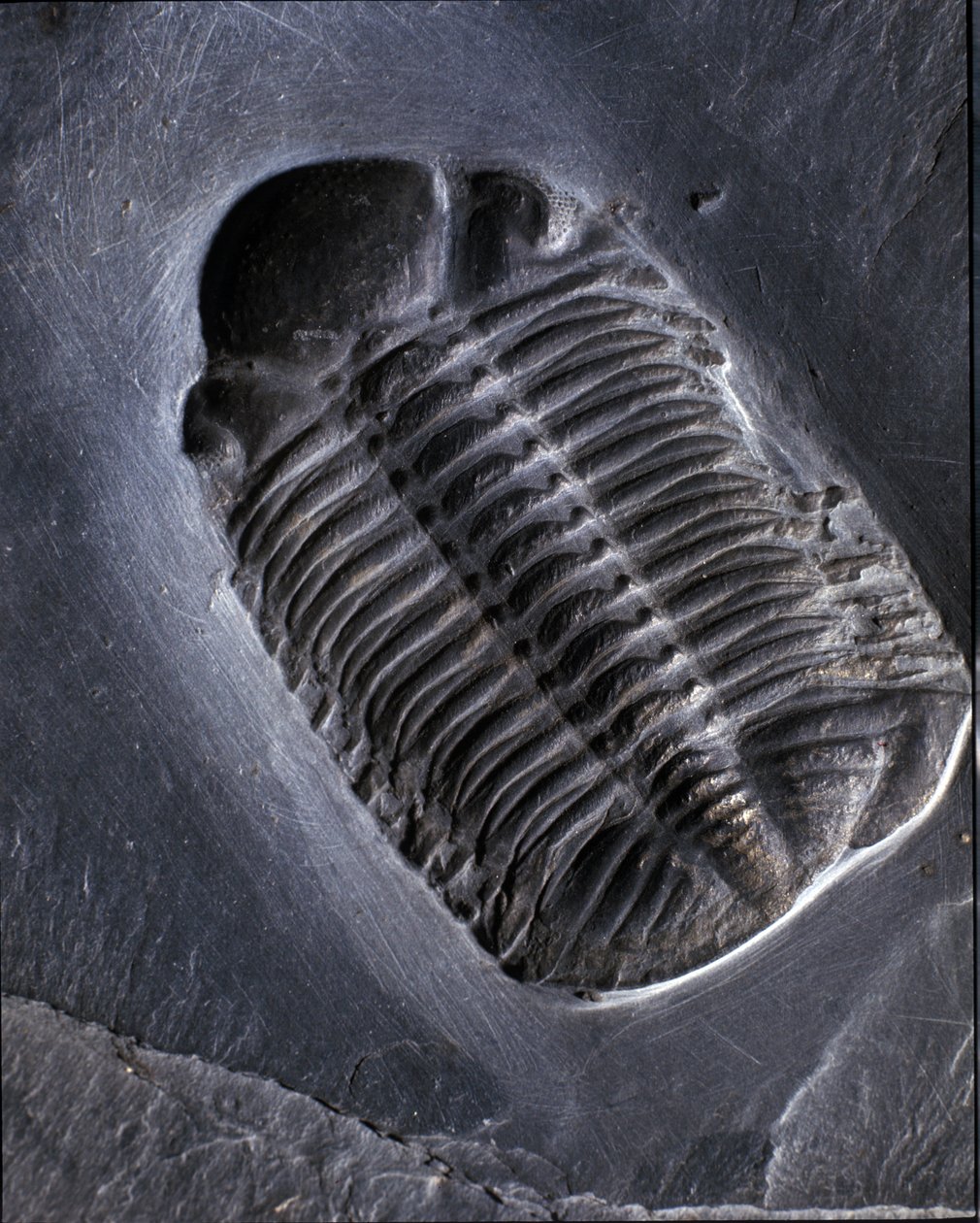 Esihistoria: trilobiitti Phacops Rana -fossiili (niveljalkainen). Paleozoic, devonin aikakausi. Etsi Bundenbachin alueelta Saksassa. tekijältä Prehistoric Prehistoric