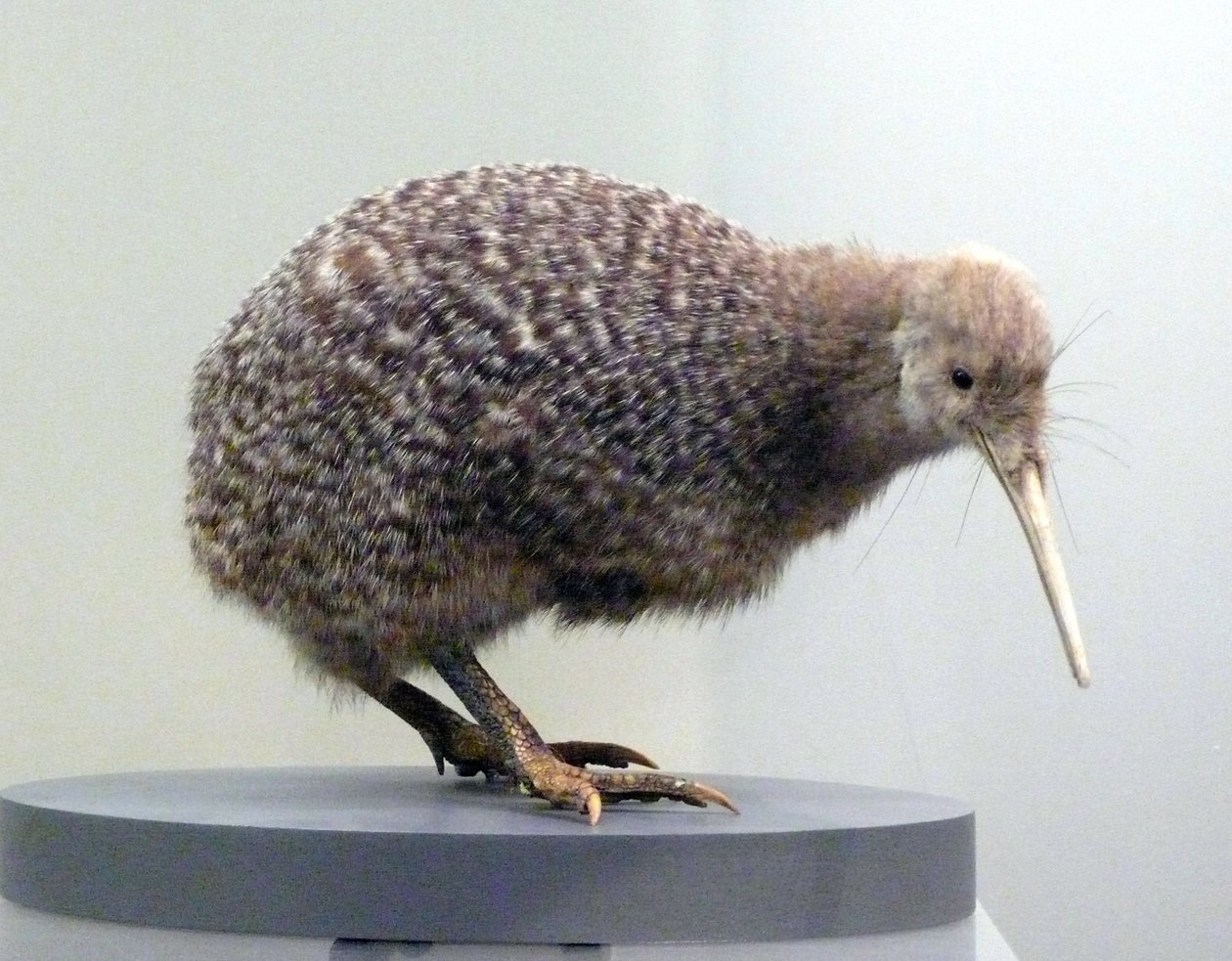 Esimerkki lintutäytteisestä kiivistä (apterygides), joka ei pysty lentämään. Auckland Museum, Uusi-Seelanti tekijältä Prehistoric Prehistoric