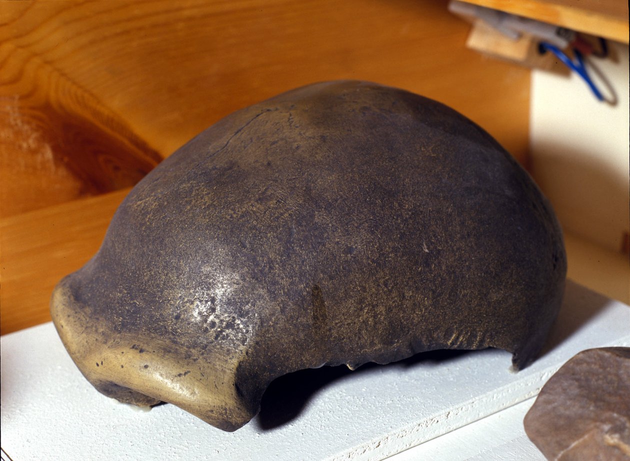 Neandertalin miehen kallo löydettiin Saksasta vuonna 1856. tekijältä Prehistoric Prehistoric