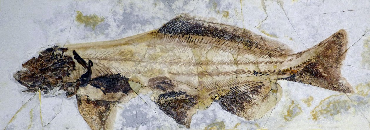 Sampin fossiilinen jalanjälki, alaliitu (objekti) tekijältä Prehistoric Prehistoric