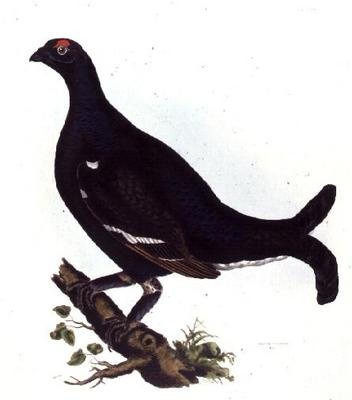 Mustateeri, teoksesta Illustrations of British Ornithology (värillinen kaiverrus) tekijältä Prideaux John Selby