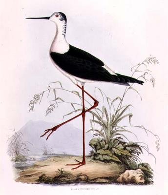 Black Winged Stilt, teoksesta "Illustrations of British Ornithology" (värinen kaiverrus) tekijältä Prideaux John Selby