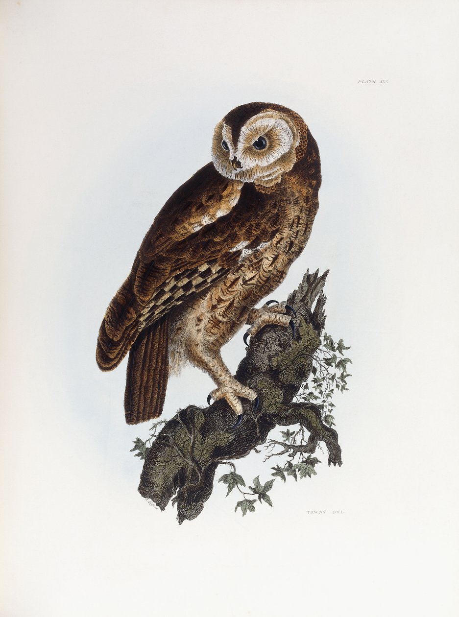 Tawny Owl, 1841 tekijältä Prideaux John Selby