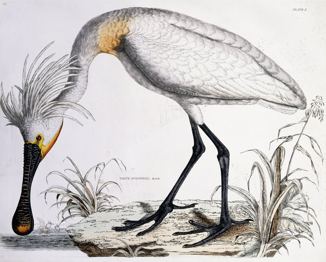 Valkoinen lusikkanokka, 1834 tekijältä Prideaux John Selby