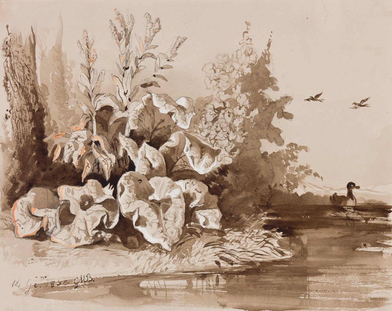 Kasveja ankkojen puron varrella, opettajan lisäyksellä, 1856 (kynä, seepiapesu ja guassi paperille) tekijältä Prince Gaetano Maria Federico di Borbone