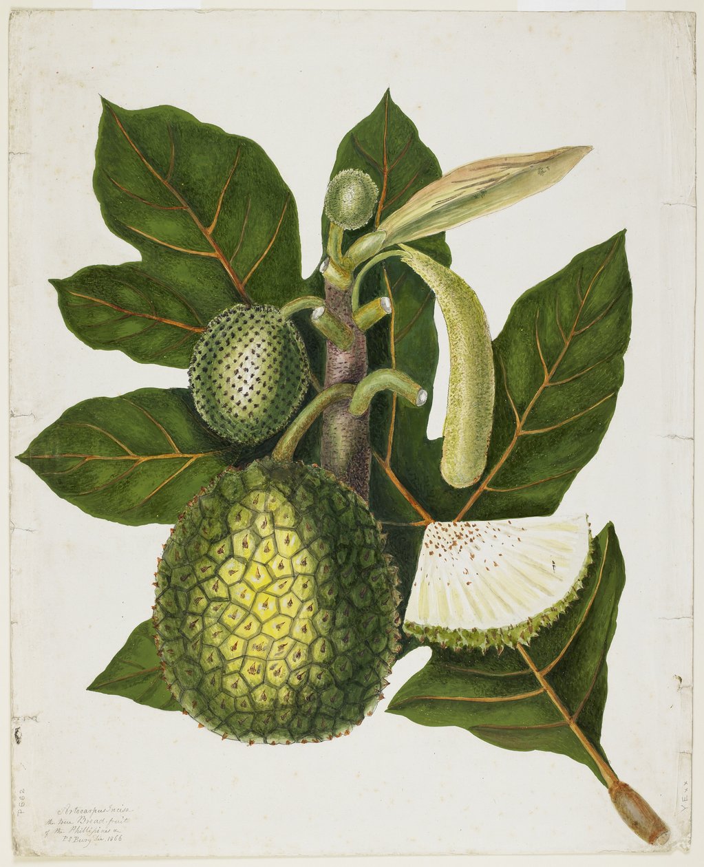 Artocarpus Incisa (Filipiinien todellinen leipähedelmä), joulukuu 1866 tekijältä Priscilla Susan Bury