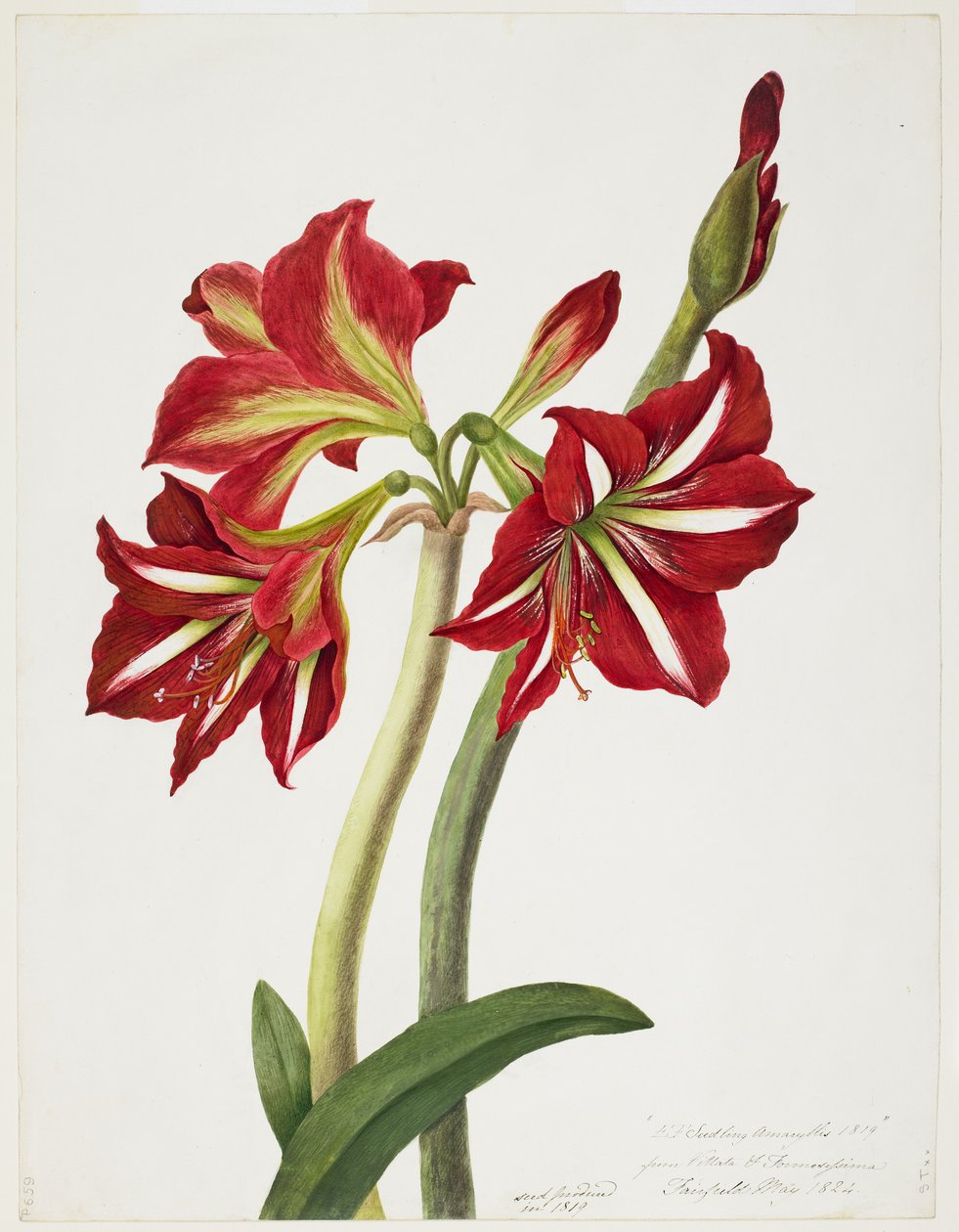 E.F. Taimi Amaryllus, toukokuu 1824 tekijältä Priscilla Susan Bury