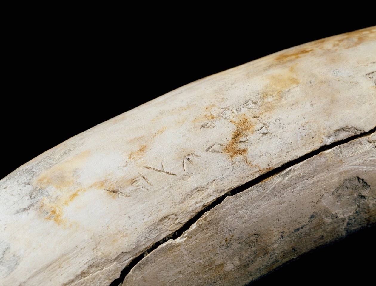 Puunilainen taide (karthagolainen): norsunluupuolustus, jossa kaiverrettu kaiverrus. Bajo de la Campana (Cartagena) Museo de Cartagena Cartagena Espanja tekijältä Punic Punic
