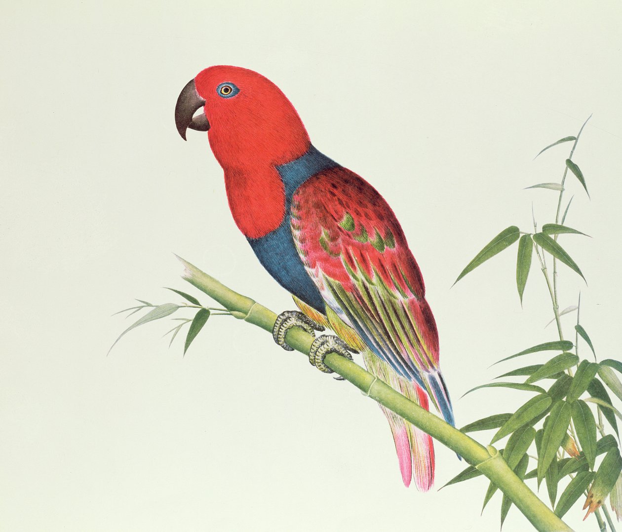 Eclectus Parrot, bambunversolla, Ch