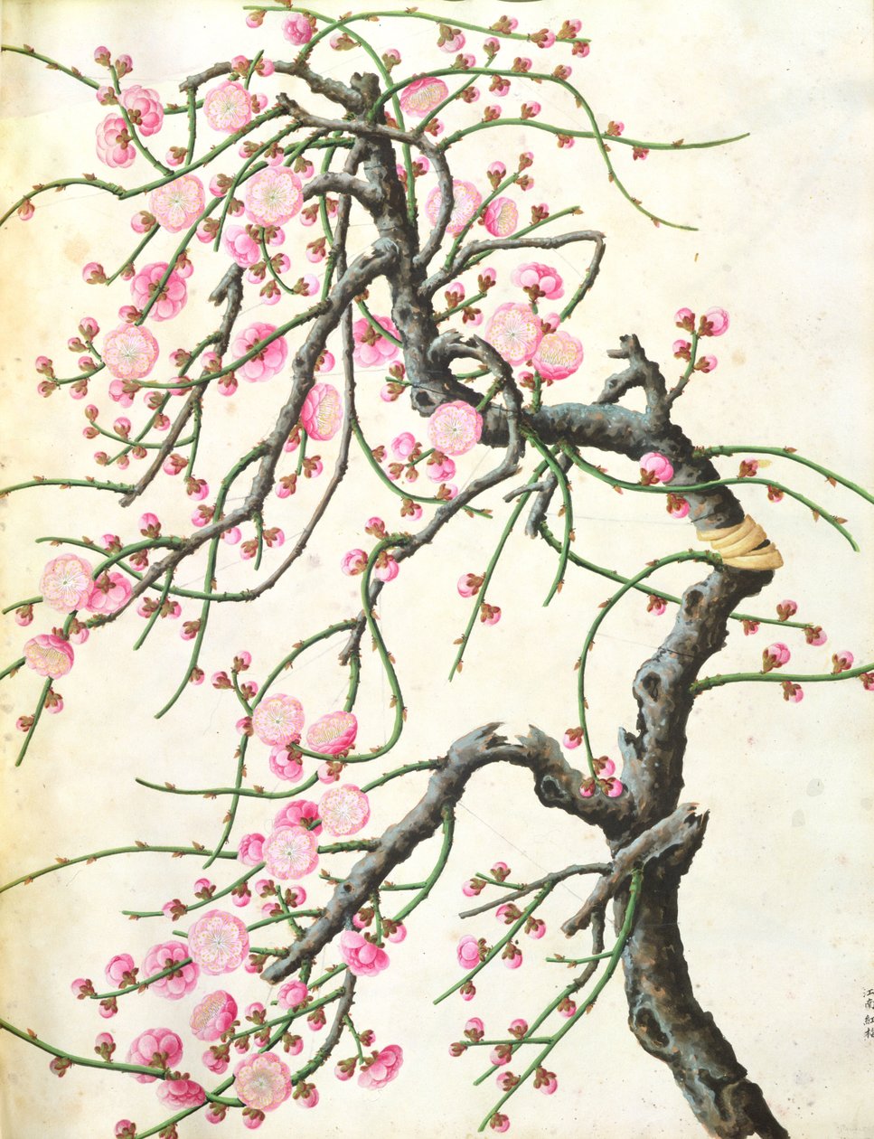Persikankukka (väri paperilla) tekijältä Qing Dynasty Chinese School