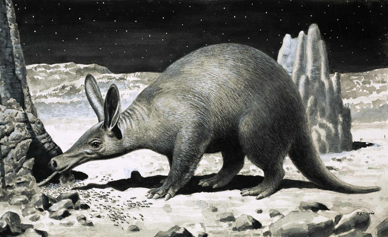 Aardvark tekijältä R.B. Davis