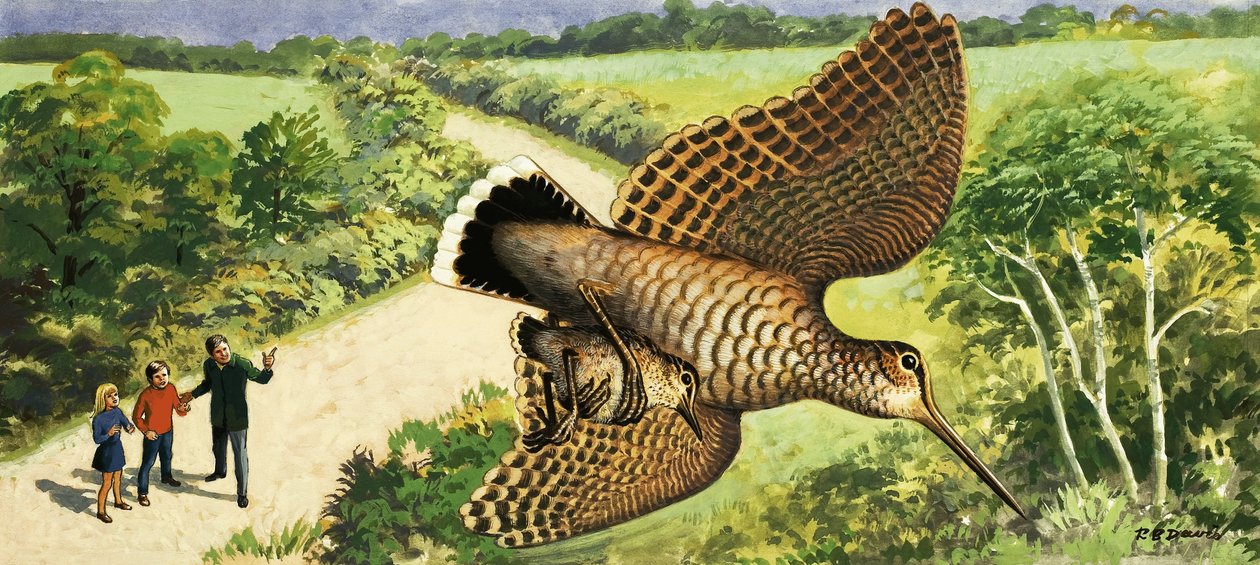 Luontoa katsomalla: Woodcock tekijältä R.B. Davis