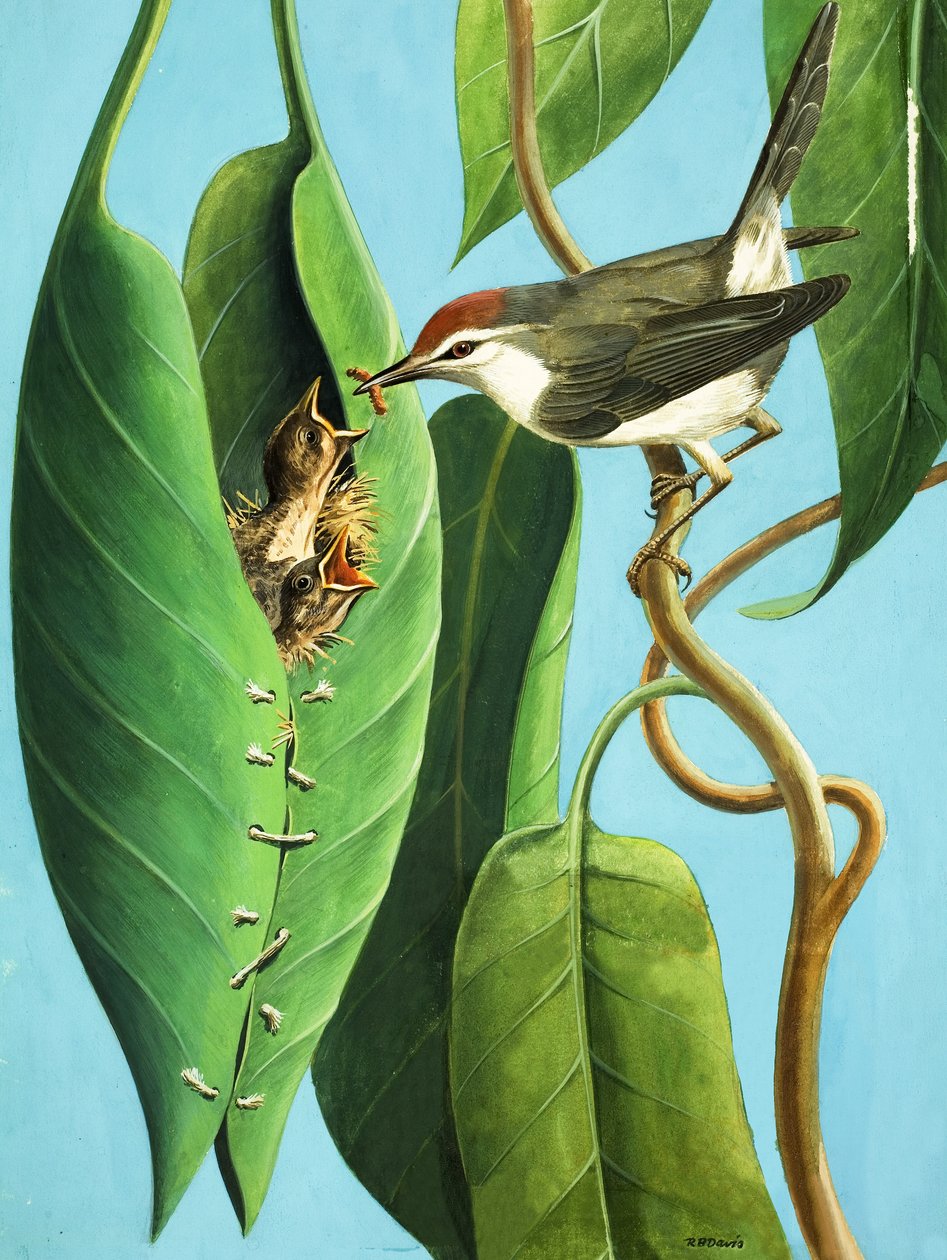 Tailor Bird tekijältä R.B. Davis