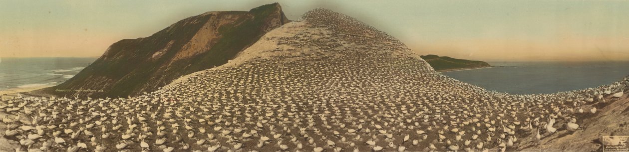 Gannetit, Cape Kidnappers, N.Z. tekijältä R. P. Moore