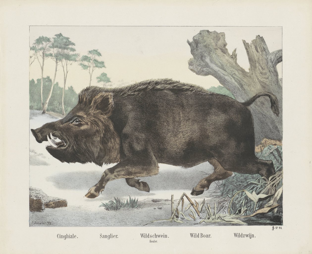 cinghiale. / Sanglier. / villisika. / nukka. / Villisika. / Wild Wine (otsikko esineessä) tekijältä R. Schulz