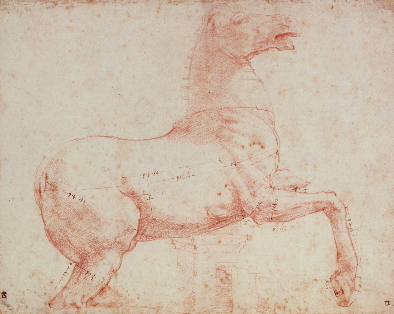 Tutkimus Kvirinalin marmorihevoselle (punainen liitu paperille) tekijältä Raffaello Sanzio Raphael
