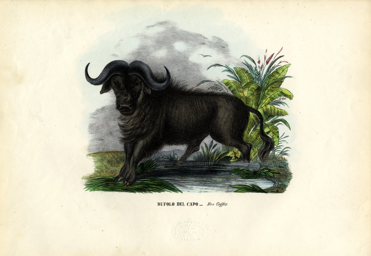 Afrikkalainen puhveli, 1863-79 tekijältä Raimundo Petraroja