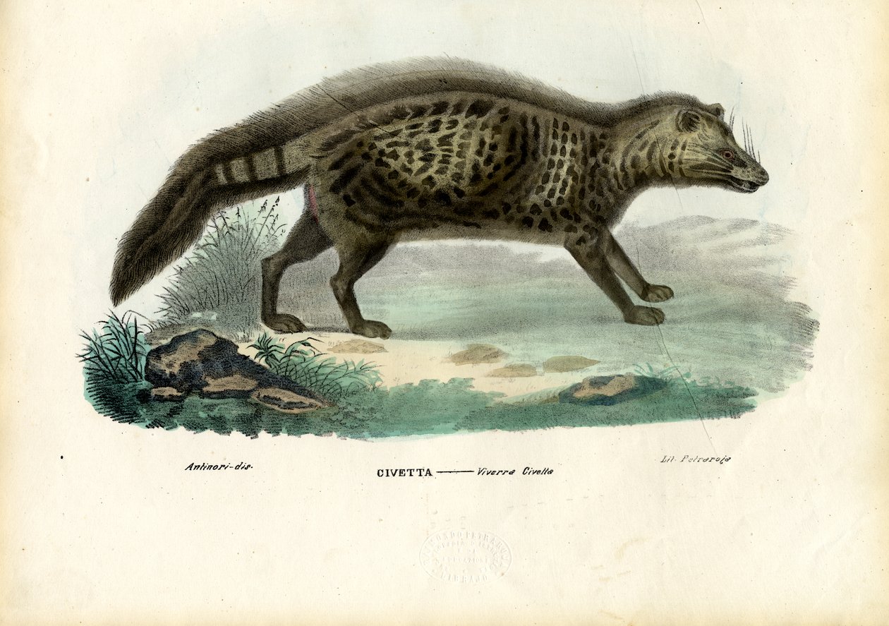 Afrikkalainen siivetti, 1863-79 tekijältä Raimundo Petraroja