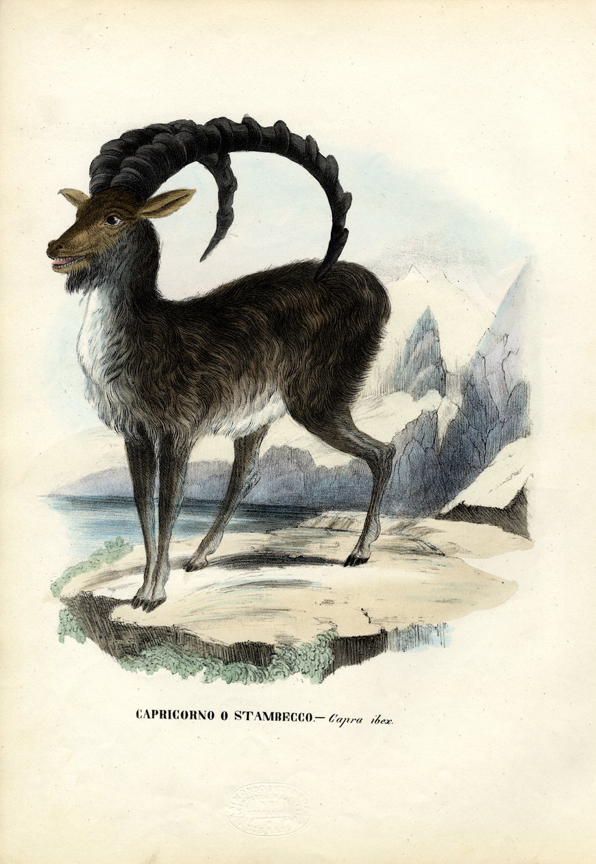 Alppikurkku, 1863-79 tekijältä Raimundo Petraroja