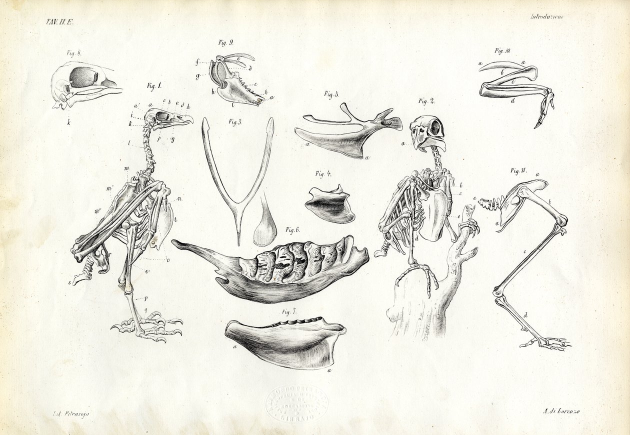 Anatomia, 1863-79 tekijältä Raimundo Petraroja