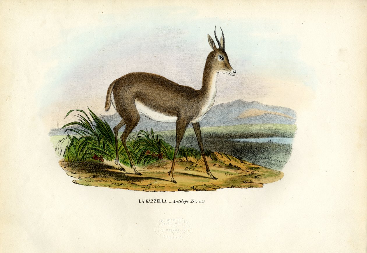 Arabian gaselli, 1863-79 tekijältä Raimundo Petraroja