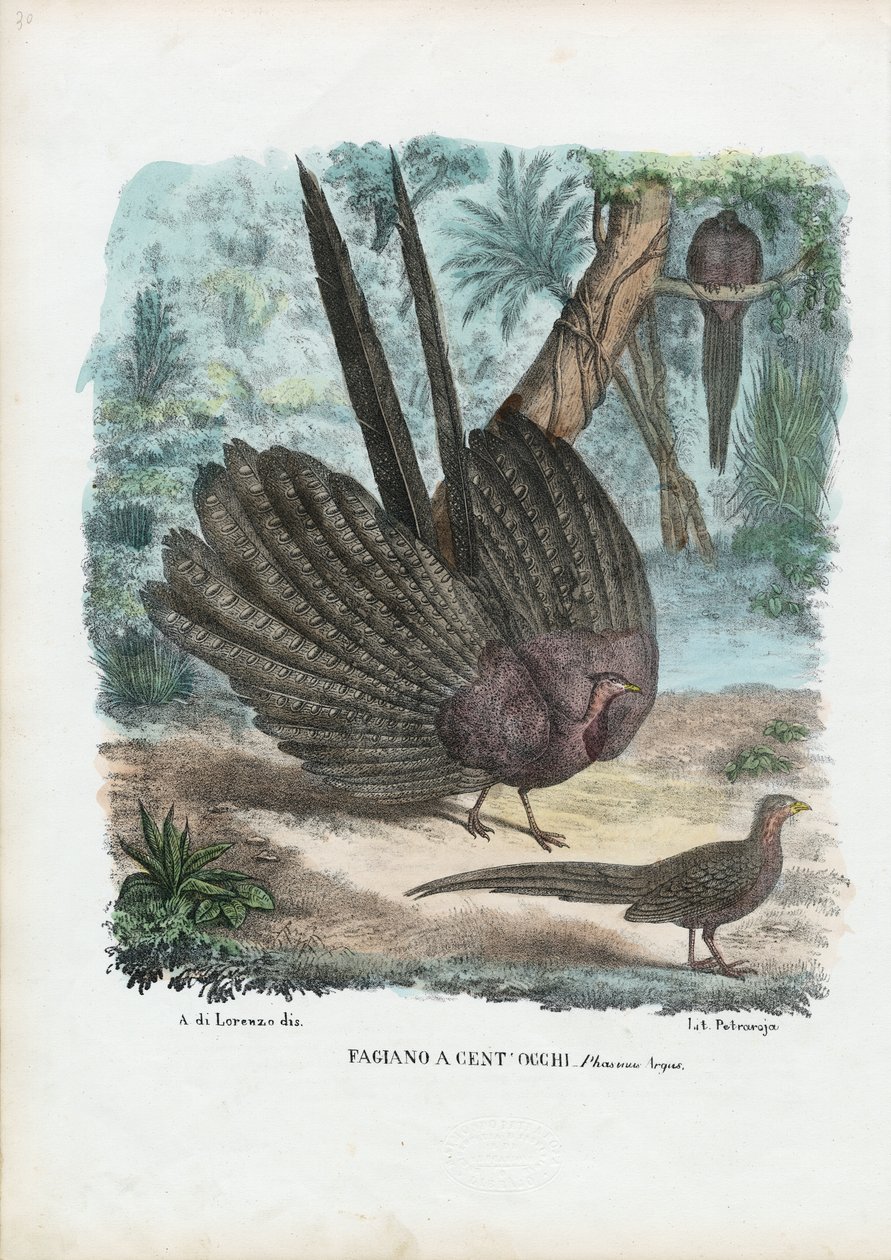 Argus-fasaani, 1863-79 tekijältä Raimundo Petraroja