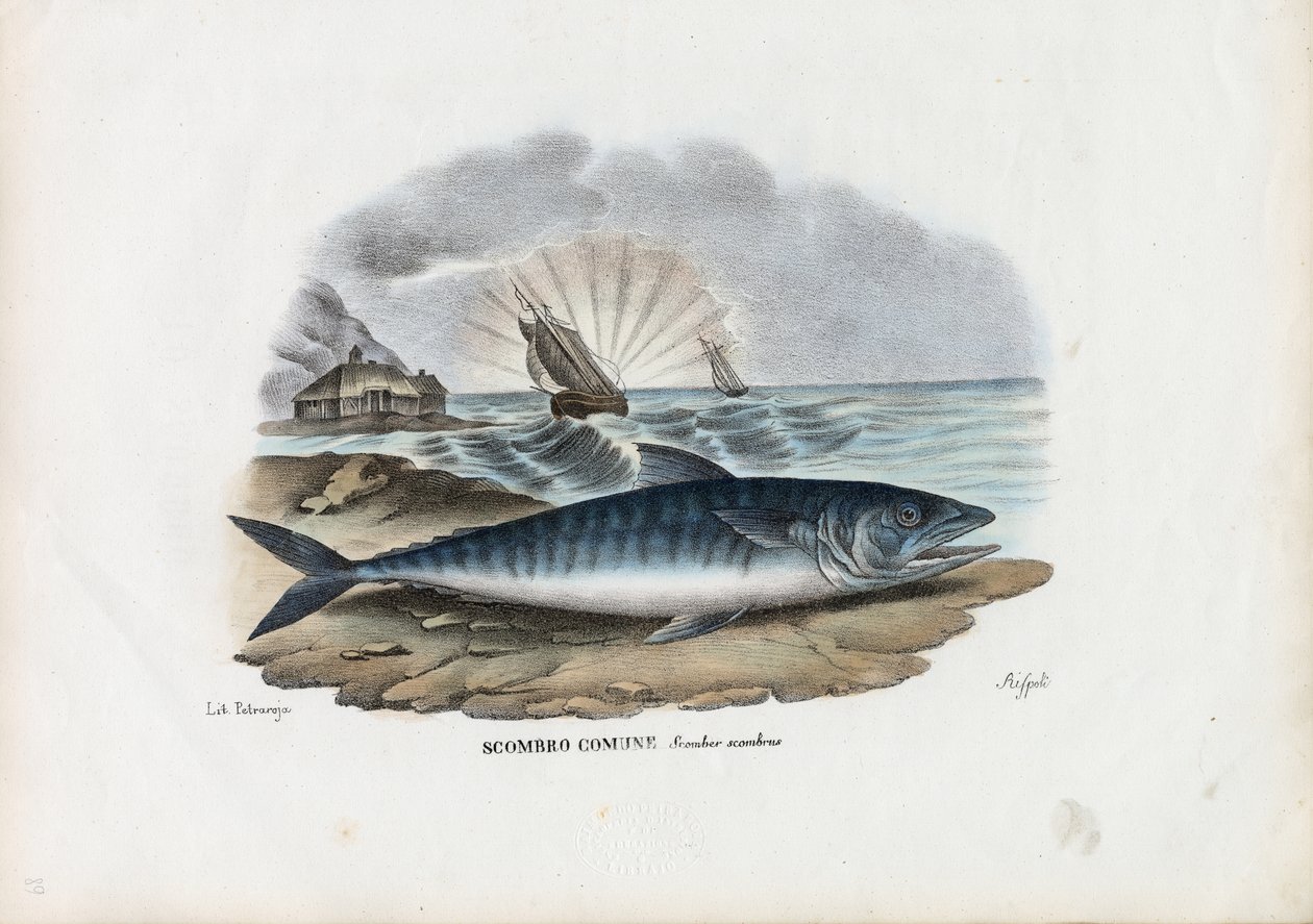 Atlantin makrilli, 1863-79 tekijältä Raimundo Petraroja
