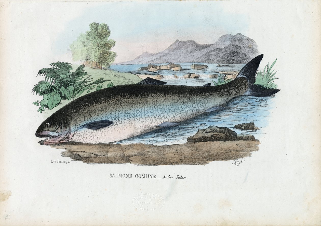 Atlantin lohi, 1863-79 tekijältä Raimundo Petraroja