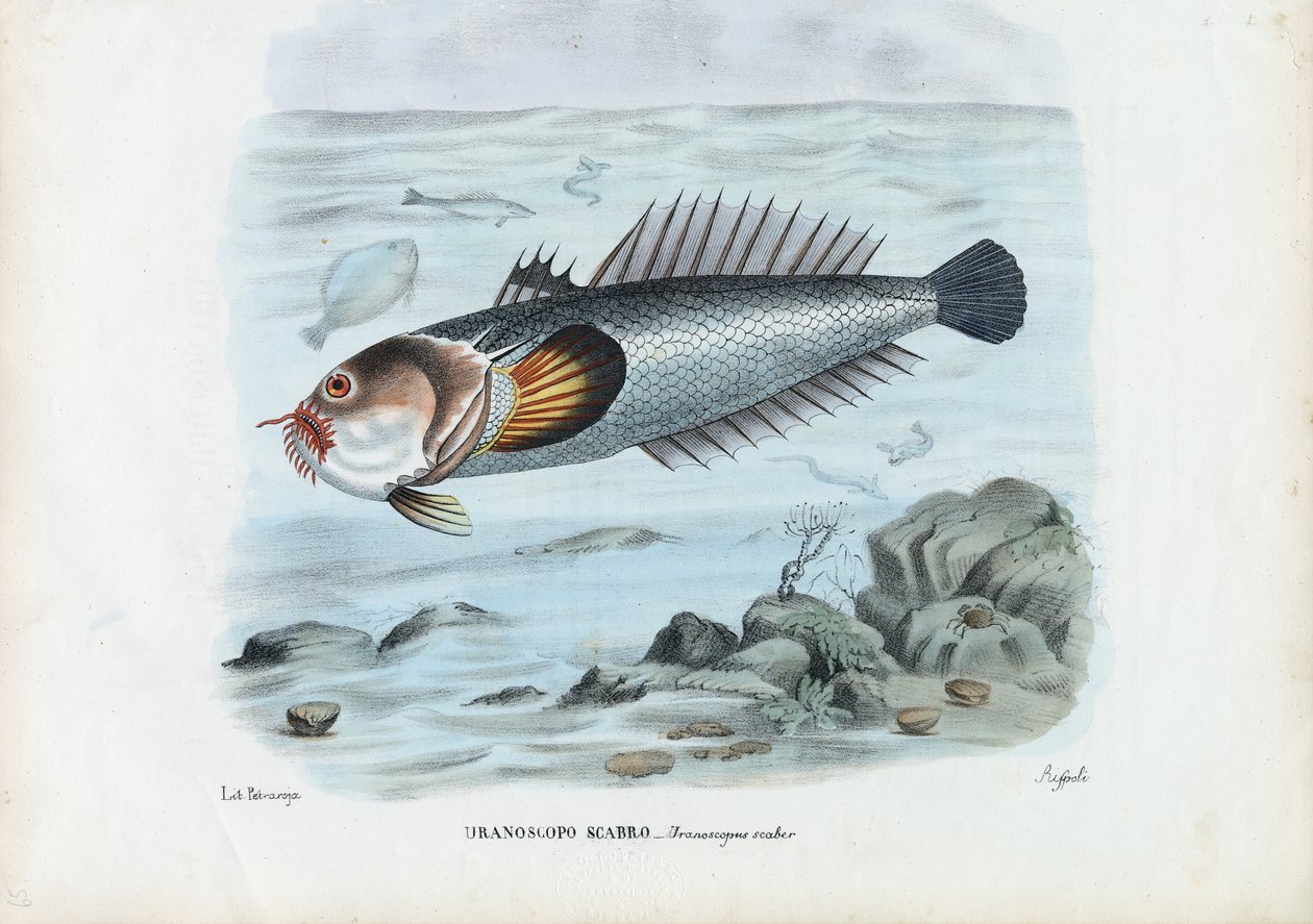 Atlantic Stargazer, 1863-79 tekijältä Raimundo Petraroja